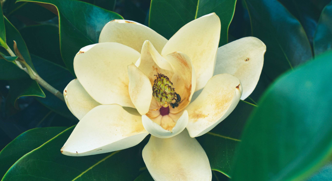 magnolia blossom