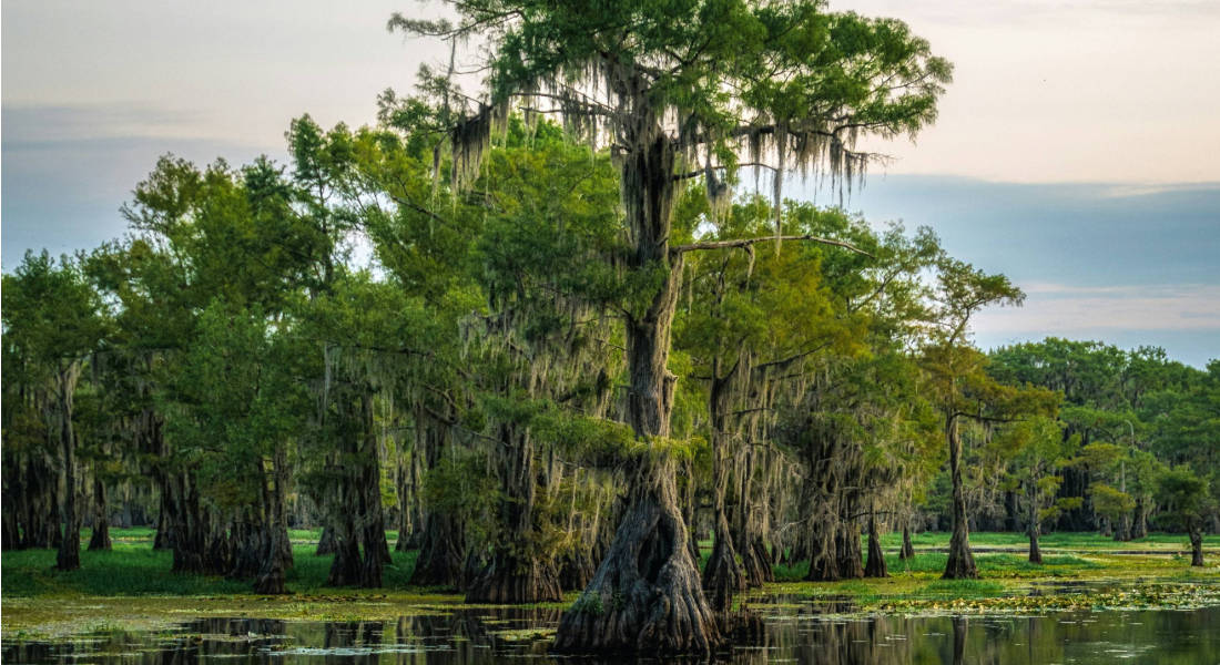 bald cypress tree in a swamp
